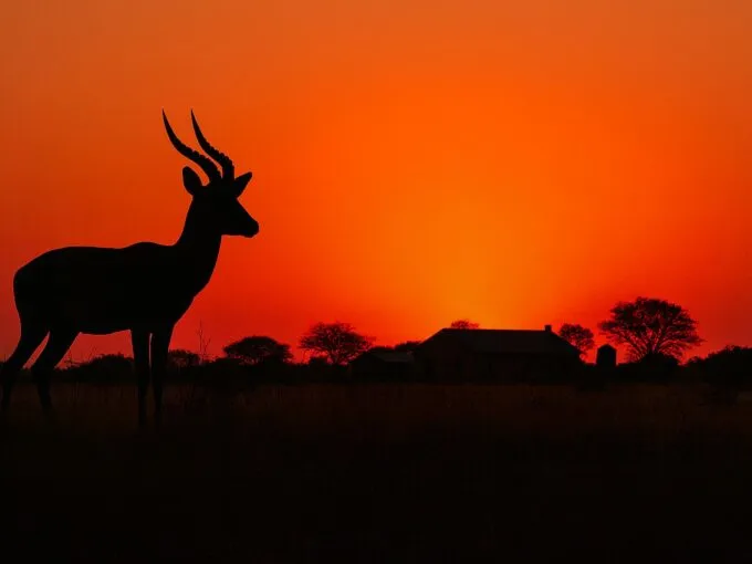 Land- und Forstwirtschaft Vaalwater – Exklusives Angebot – 566 ha Game- & Jagdfarm in Südafrika
